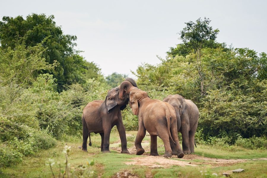 Elephants in the wild in Sri Lanka